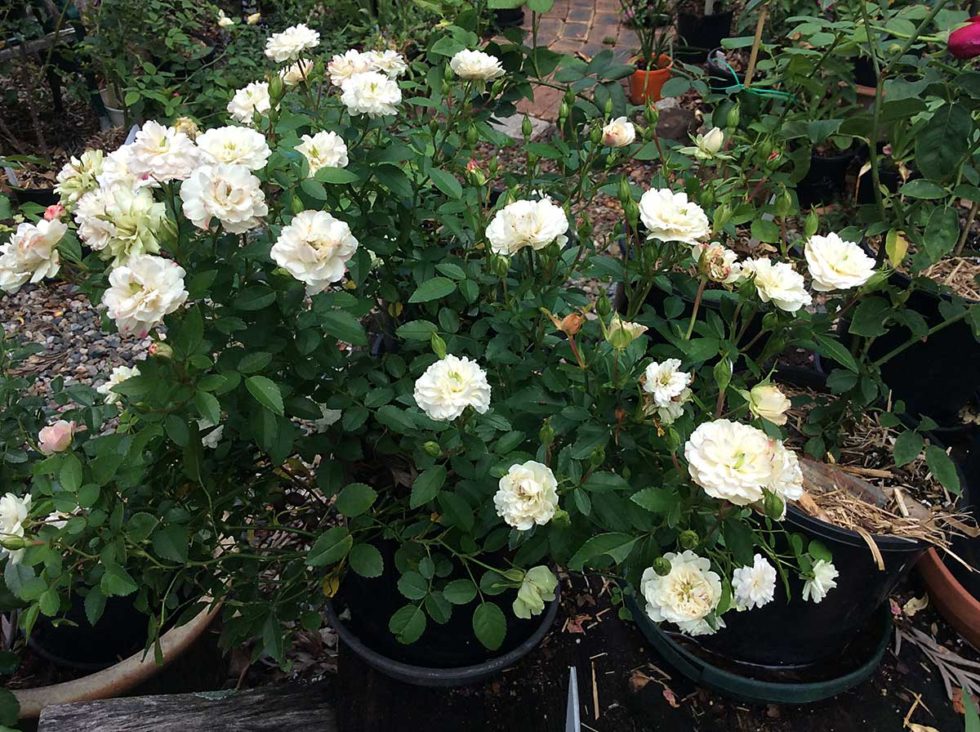 Roses in southeast Queensland | The Perennial Poppies Group Inc