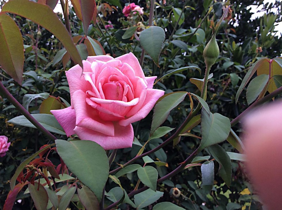 Roses in southeast Queensland The Perennial Poppies Group Inc