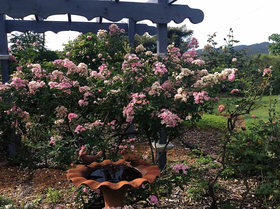 Roses in southeast Queensland The Perennial Poppies Group Inc