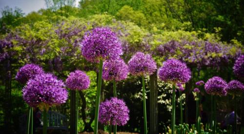 ALLIUM~1