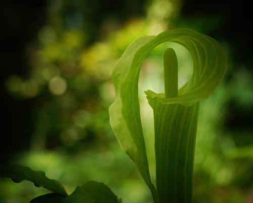 Arisaema triphyllum, commonly called Jack-in-the-pulpit is a chartreuse hooded halation in the high shade of the tulip poplars. — at Mccrillis Gardens.