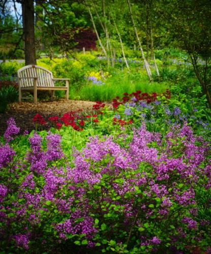 Layered compositions of Syringa lead to Primula and the last of the Narcissus in the distance. I went from scent to scent in this sweeping scene - at Brookside Gardens.