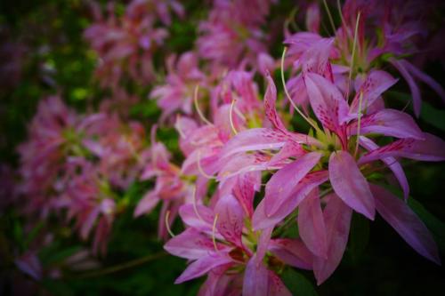 Rhododendron 'Koromo Shikibu' is one of the more unusual azaleas I found at full-maturity as I went westing along in the wonderful woodland. — at Mccrillis Gardens.